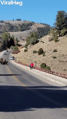 Couple Returning to Car Surprised by Bison Herd in