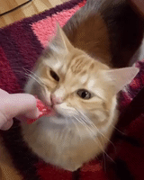 Cat Enjoys Watermelon