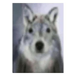 Animation Wolf Sticker