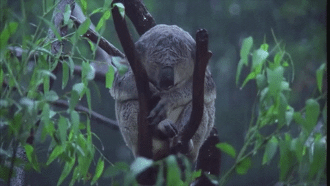 rain koala GIF
