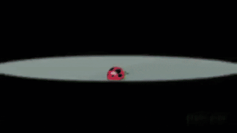 ukaszczeczotka giphygifmaker GIF