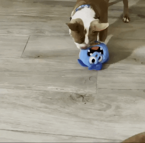 mamiparadise giphyupload GIF