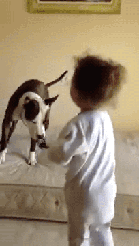 dog mattress GIF
