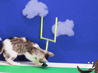 Best Friends Win GIF by Best Friends Animal Society