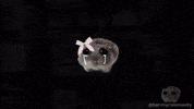 Space Zoom Out GIF by Sad Hamster