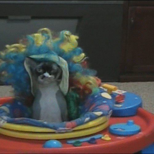 cat haircut GIF by America's Funniest Home Videos