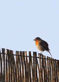 european robin bird GIF by Head Like an Orange