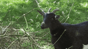 goat GIF by F*CK, THAT'S DELICIOUS