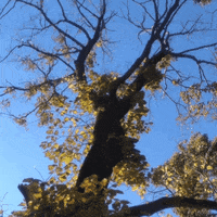 elojodenestor nature gif art remix apropiacion GIF