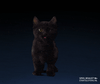 Black Cat GIF by Staatsloterij