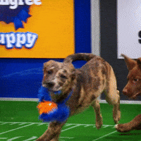 Dog GIF by Puppy Bowl
