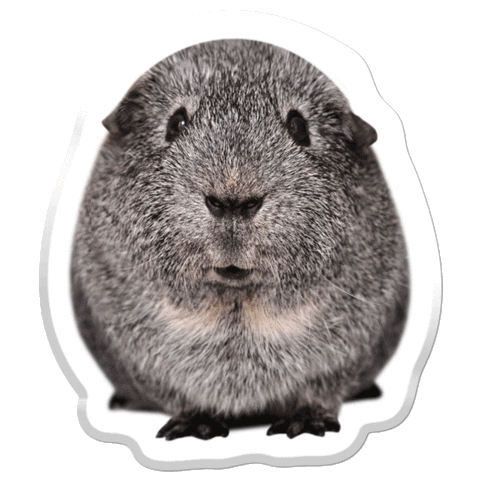 hamster rodent Sticker by Pets Add Life