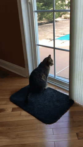 BellyDancerNJSORAYA kitty pets feline tabby GIF