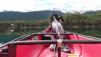 Husky Relaxes in Canoe on Tranquil McDame Lake, British Columbia