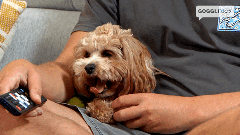 Watching Tv Goggle Box GIF by Gogglebox Australia