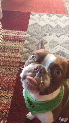 GIF by DogVacay