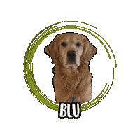 Golden Retriever Blu Sticker by Asilo per cani Dog'sMind
