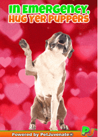 Valentines Day Love GIF by PetJuvenate - PJ