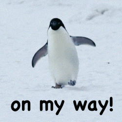 Wildlife gif. Penguin waddling through the snow, toward us. Text, "On my way!"