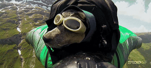 doggles GIF