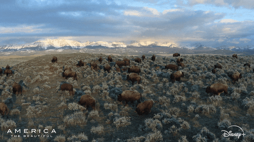 America Landscape GIF by Nat Geo Wild