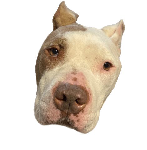 Syzygyevents giphyupload puppy doggie syzygy Sticker
