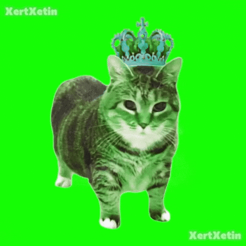 XertXetin giphyupload spinning cat oiia spinningcat GIF