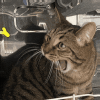 Happy Cat GIF