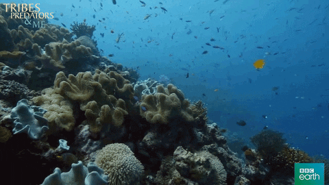 coral reef fish GIF by BBC Earth