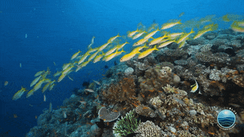 MissionBlue coral reef great barrier reef reef fish hope spots GIF