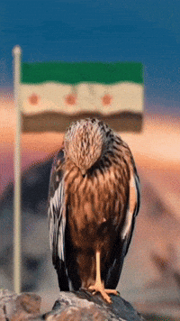Freedom Syria GIF