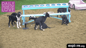 baby animal love GIF by explore.org