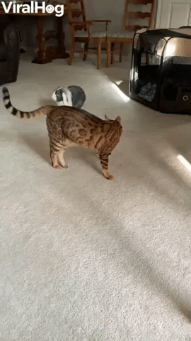 Bunny and Cat Play Like Brothers