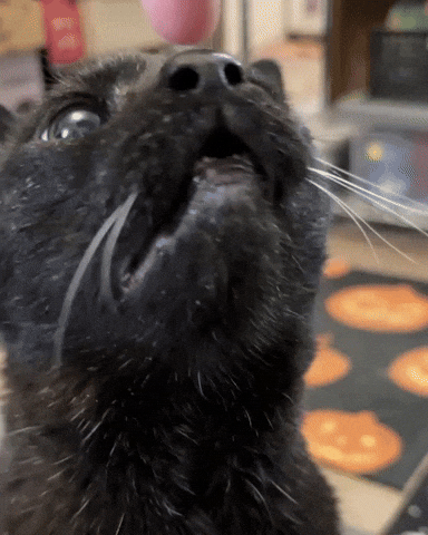mannycat black cat chomp biting cat bite GIF