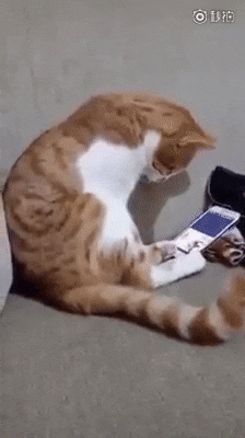 cuteanimalland giphyupload GIF