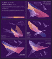 flight hummingbird GIF by HellofromtheMoon