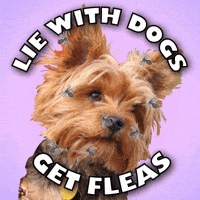 Bad Company Puppy GIF