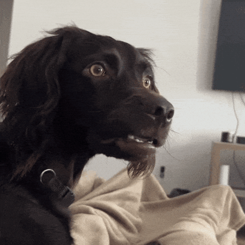 Video gif. Black dog looks up with wide eyes and then looks down at us with a confused expression.