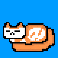 eynmaginaire cat ginger ollie ollie the cat GIF