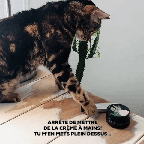 marie-helenebrault giphygifmaker GIF