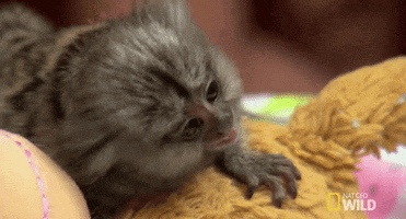 nat geo wild wtf GIF by Dr. K's Exotic Animal ER