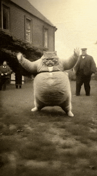 Cat Dancing GIF