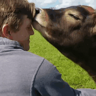 tingtinglu giphyupload GIF