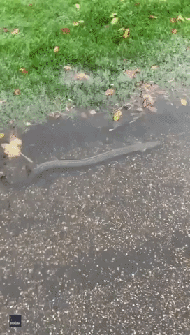 Eel Spotted Swimming Along Flooded Bournemouth Pathway