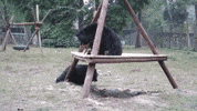 animals asia GIF