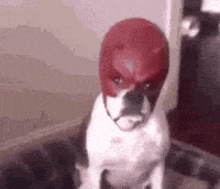 Ichikawaglazer GIF