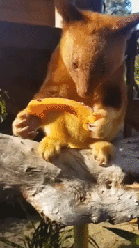Adorable Baby Tree Kangaroo Celebrates First Birthday With Sweet Potato Birthday Cake