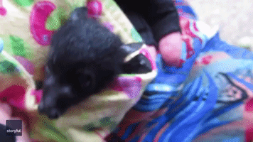 Rescued Baby Bat Grows Some Shiny New Teeth