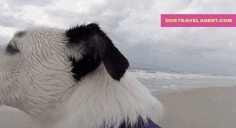 Excited Dog GIF by visitnc
