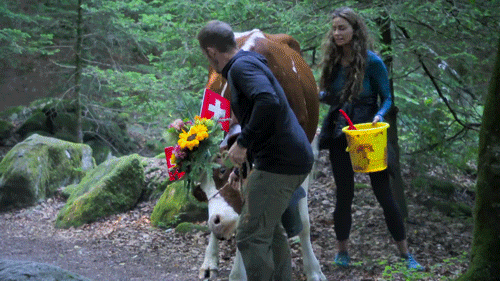cbs giphyupload funny cow the amazing race GIF